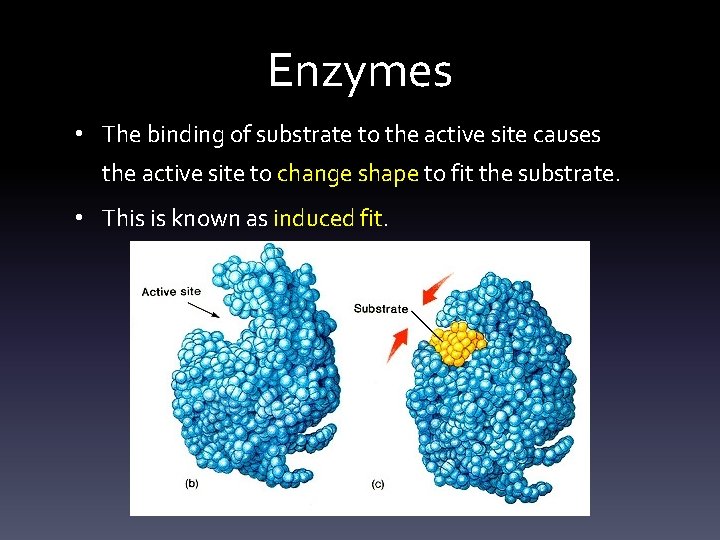 Enzymes • The binding of substrate to the active site causes the active site