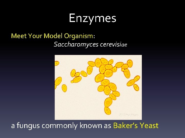Enzymes Meet Y 0 ur Model Organism: Saccharomyces cerevisiae a fungus commonly known as