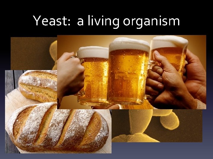 Yeast: a living organism 