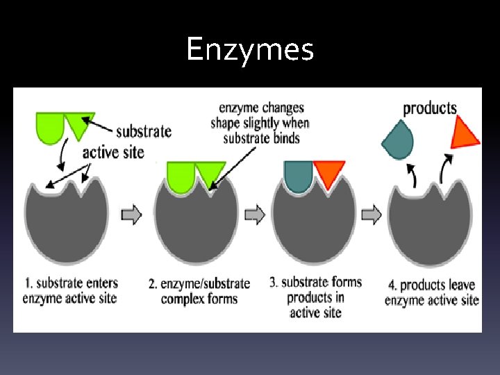 Enzymes 