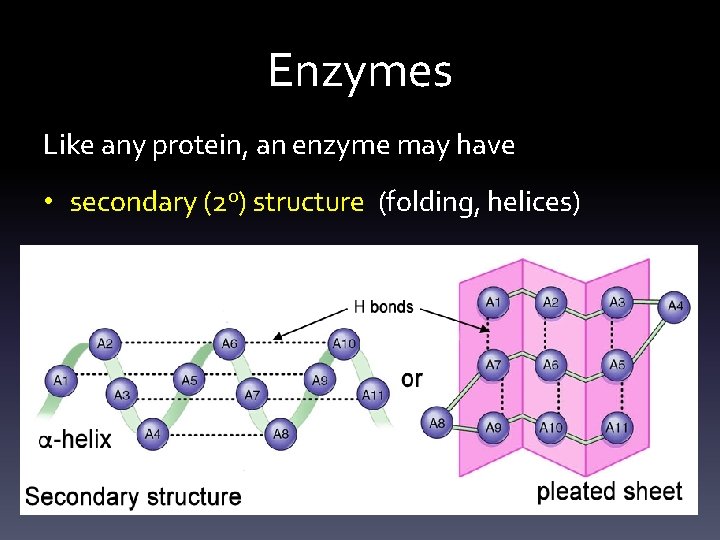 Enzymes Like any protein, an enzyme may have • secondary (2 o) structure (folding,