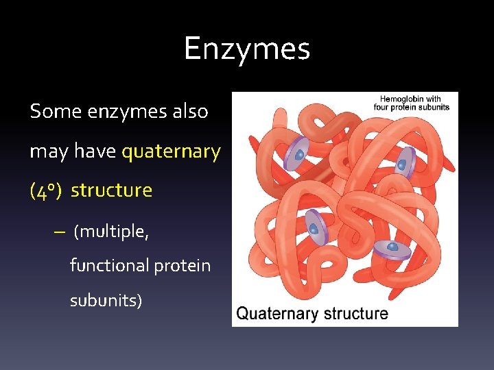 Enzymes Some enzymes also may have quaternary (4 o) structure – (multiple, functional protein