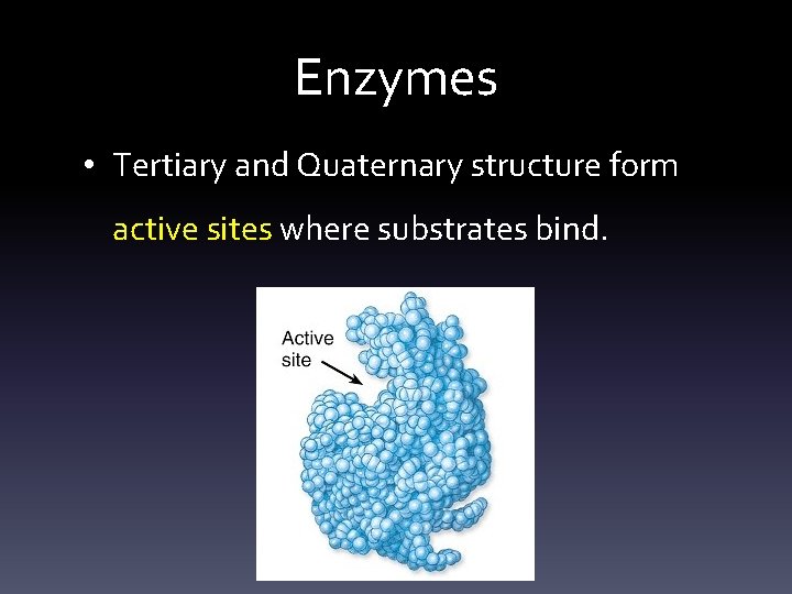 Enzymes • Tertiary and Quaternary structure form active sites where substrates bind. 