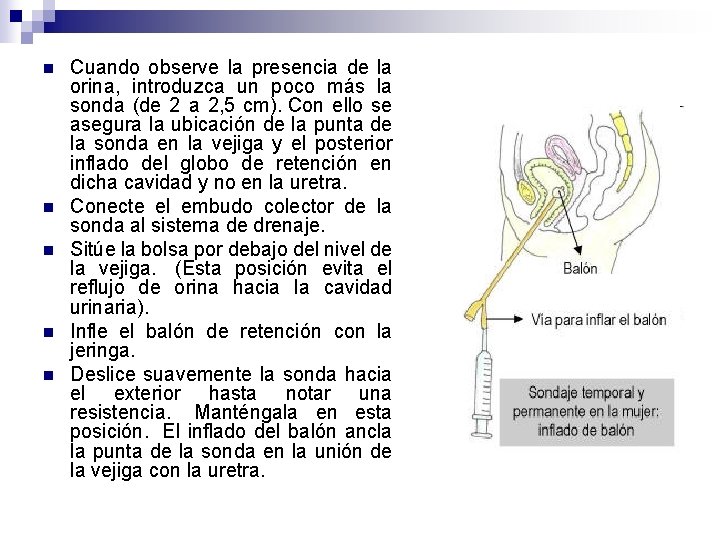n n n Cuando observe la presencia de la orina, introduzca un poco más