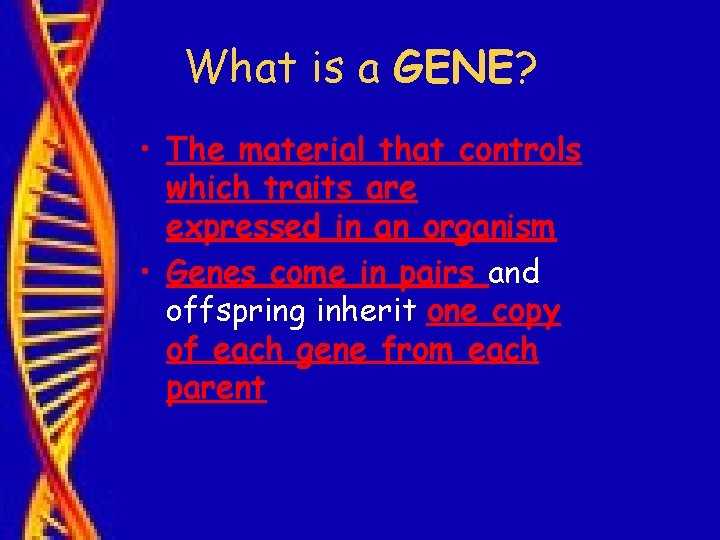What is a GENE? • The material that controls which traits are expressed in