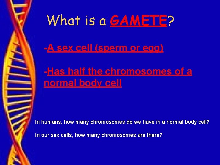 What is a GAMETE? -A sex cell (sperm or egg) -Has half the chromosomes