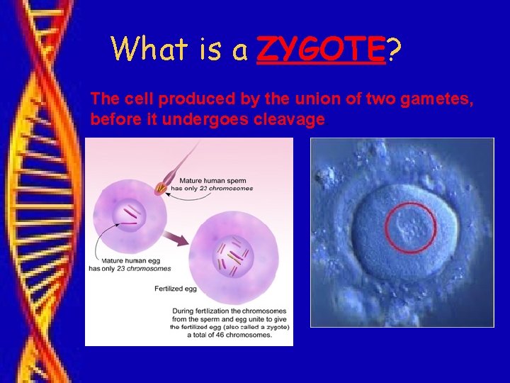 What is a ZYGOTE? The cell produced by the union of two gametes, before