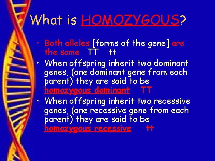 What is HOMOZYGOUS? • Both alleles [forms of the gene] are the same TT