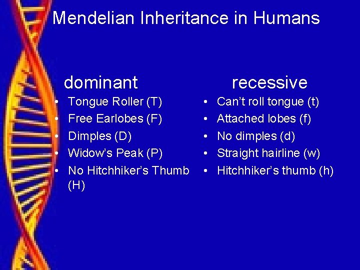 Mendelian Inheritance in Humans dominant • • • Tongue Roller (T) Free Earlobes (F)