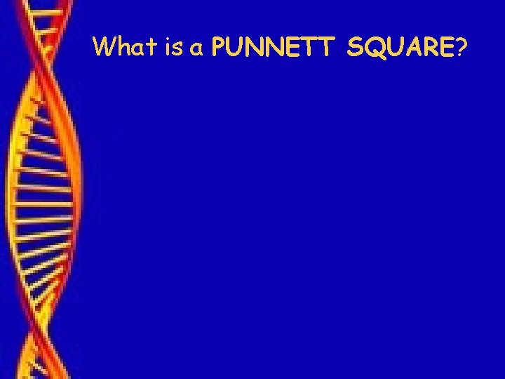 What is a PUNNETT SQUARE? 