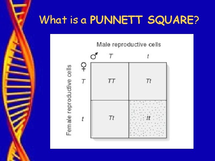 What is a PUNNETT SQUARE? 