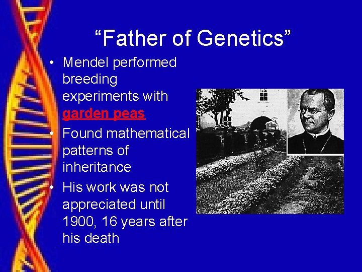 “Father of Genetics” • Mendel performed breeding experiments with garden peas • Found mathematical