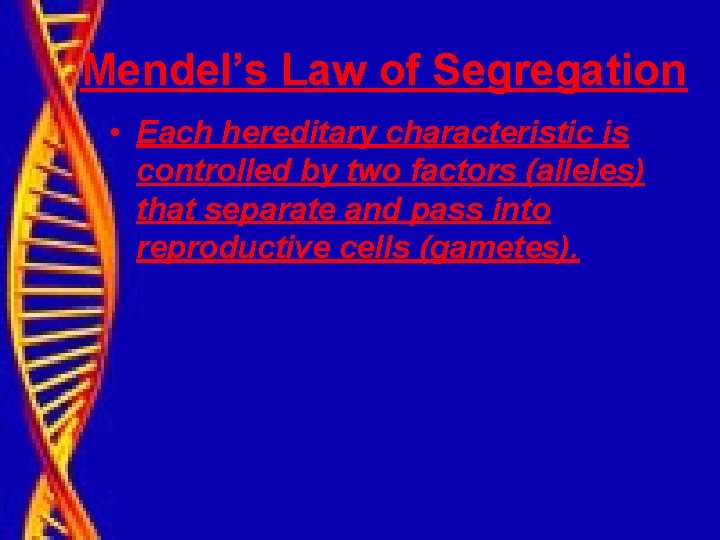 Mendel’s Law of Segregation • Each hereditary characteristic is controlled by two factors (alleles)