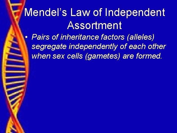 Mendel’s Law of Independent Assortment • Pairs of inheritance factors (alleles) segregate independently of