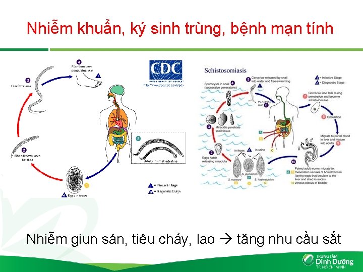 Nhiễm khuẩn, ký sinh trùng, bệnh mạn tính Nhiễm giun sán, tiêu chảy, lao