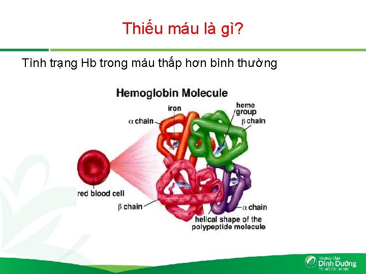 Thiếu máu là gì? Tình trạng Hb trong máu thấp hơn bình thường 