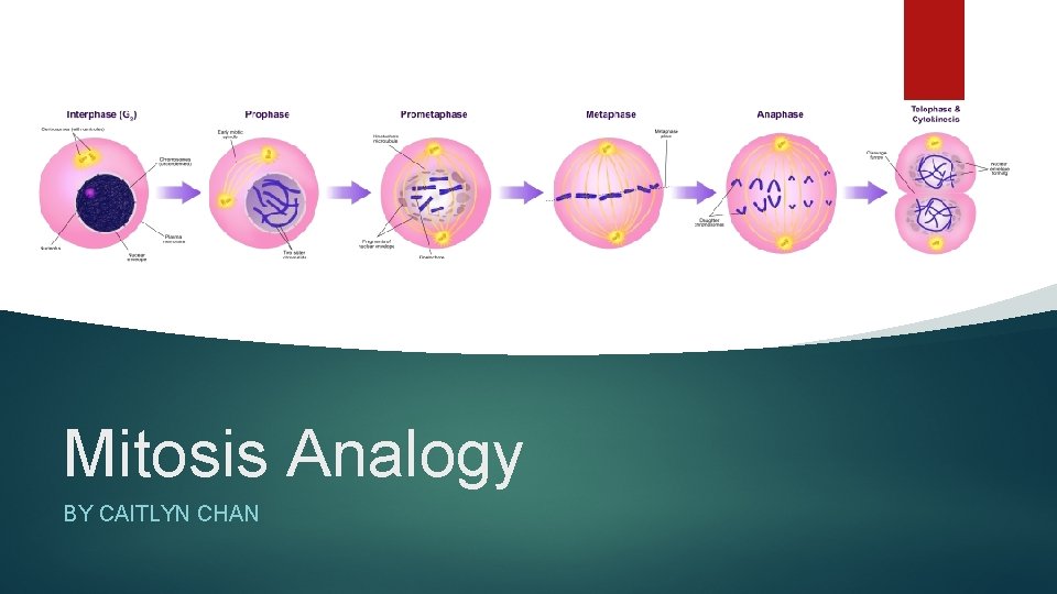 Mitosis Analogy BY CAITLYN CHAN 