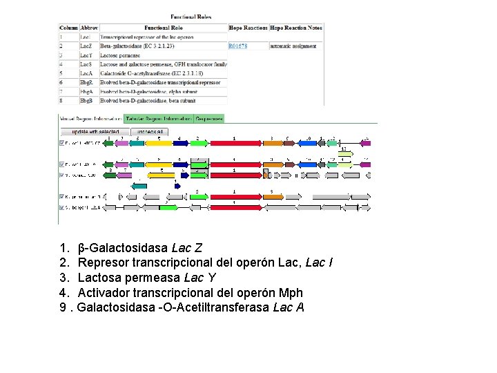 1. β-Galactosidasa Lac Z 2. Represor transcripcional del operón Lac, Lac I 3. Lactosa
