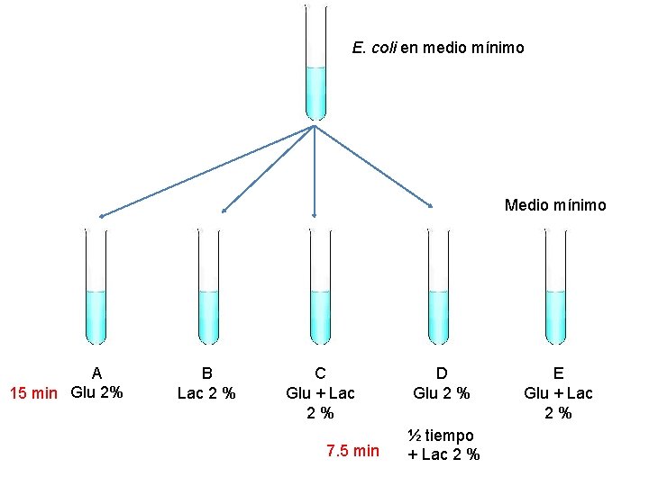 E. coli en medio mínimo Medio mínimo A 15 min Glu 2% B Lac