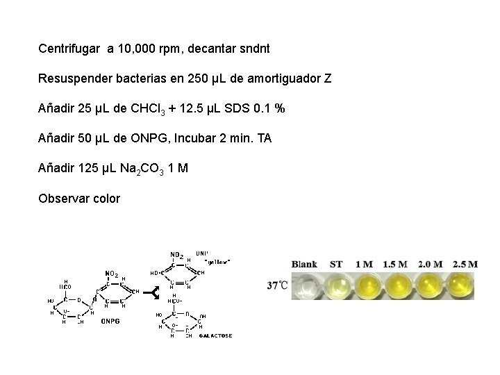 Centrifugar a 10, 000 rpm, decantar sndnt Resuspender bacterias en 250 µL de amortiguador