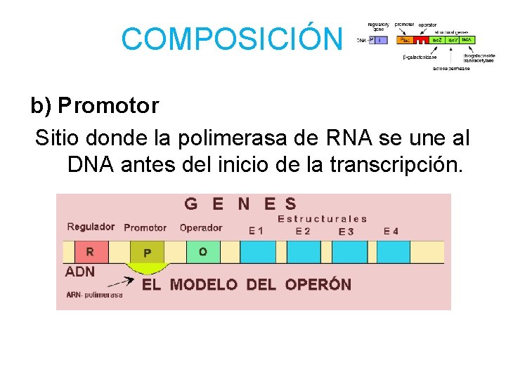COMPOSICIÓN b) Promotor Sitio donde la polimerasa de RNA se une al DNA antes