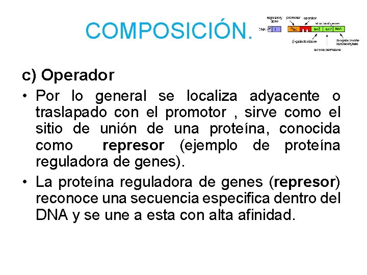 COMPOSICIÓN. c) Operador • Por lo general se localiza adyacente o traslapado con el