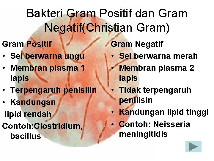 Bakteri Gram Positif dan Gram Negatif(Christian Gram) Gram Positif • Sel berwarna ungu •
