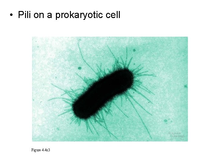  • Pili on a prokaryotic cell Figure 4. 4 x 3 
