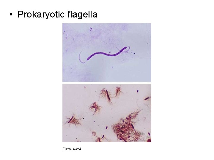  • Prokaryotic flagella Figure 4. 4 x 4 