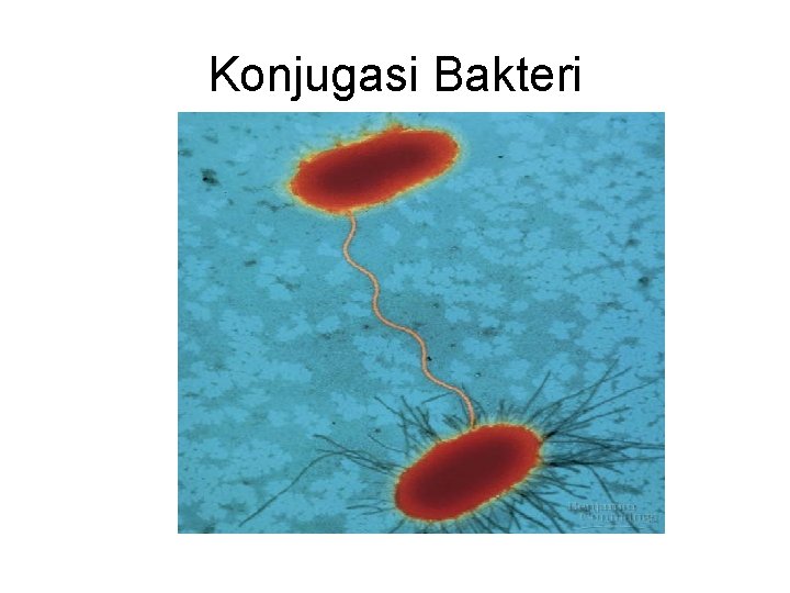 Konjugasi Bakteri 