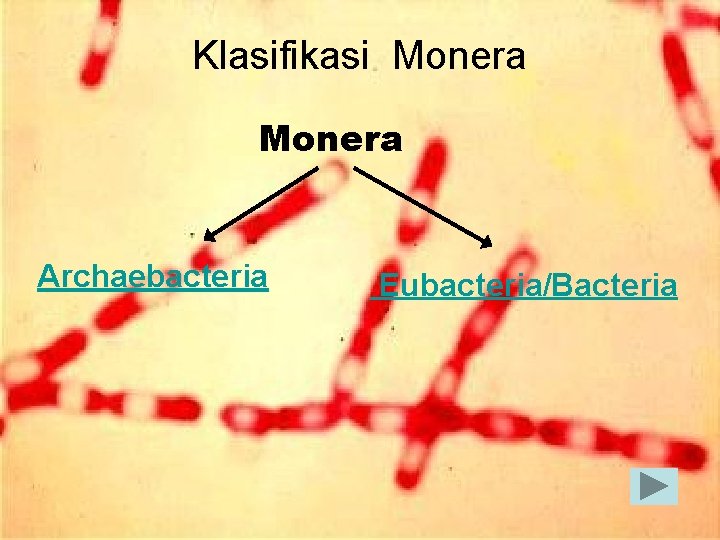 Klasifikasi Monera Archaebacteria Eubacteria/Bacteria 