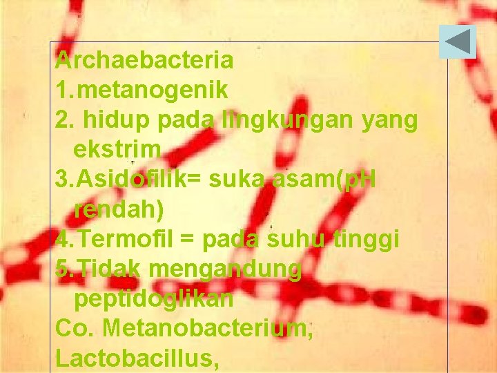 Archaebacteria 1. metanogenik 2. hidup pada lingkungan yang ekstrim 3. Asidofilik= suka asam(p. H