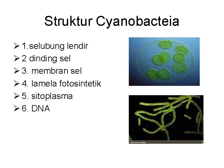 Struktur Cyanobacteia Ø 1. selubung lendir Ø 2 dinding sel Ø 3. membran sel