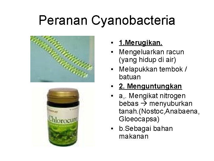 Peranan Cyanobacteria • 1. Merugikan. • Mengeluarkan racun (yang hidup di air) • Melapukkan