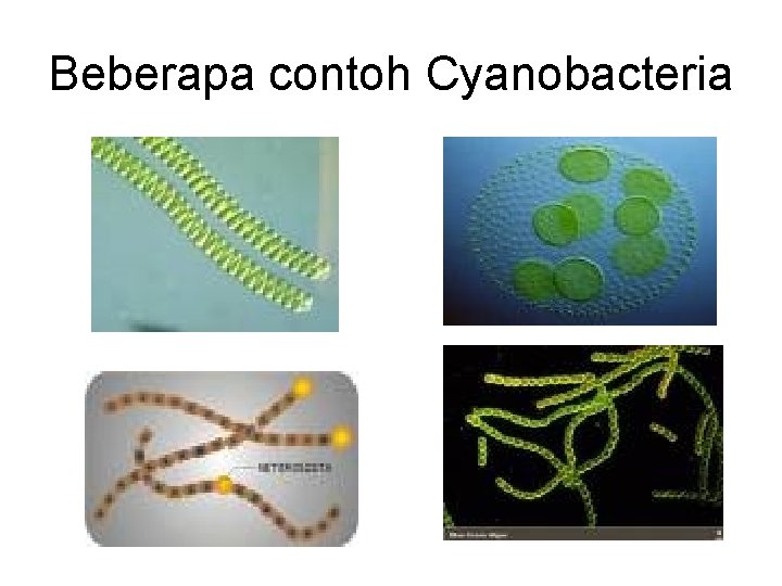 Beberapa contoh Cyanobacteria 