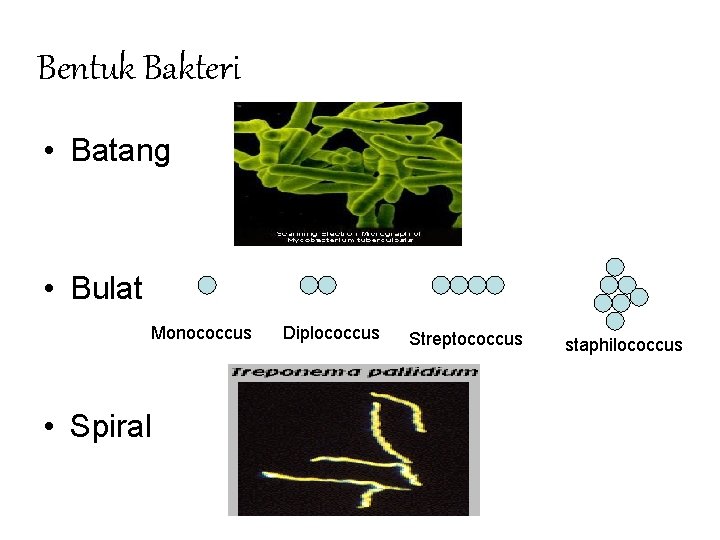 Bentuk Bakteri • Batang • Bulat Monococcus • Spiral Diplococcus Streptococcus staphilococcus 