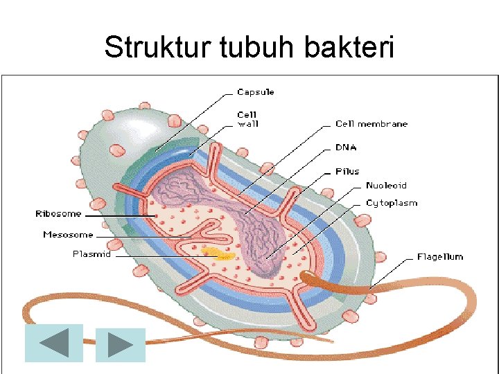 Struktur tubuh bakteri 