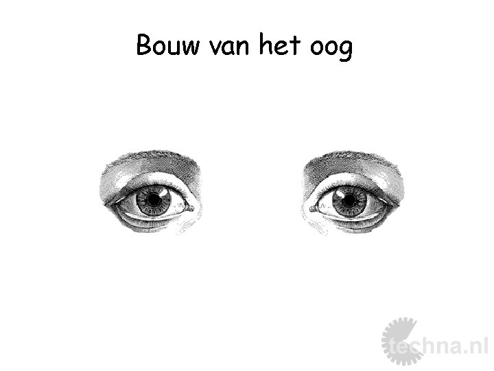 Bouw van het oog 