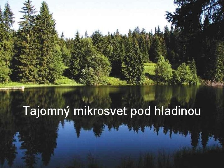 Tajomný mikrosvet pod hladinou 