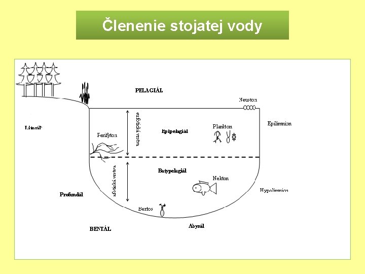 Členenie stojatej vody 