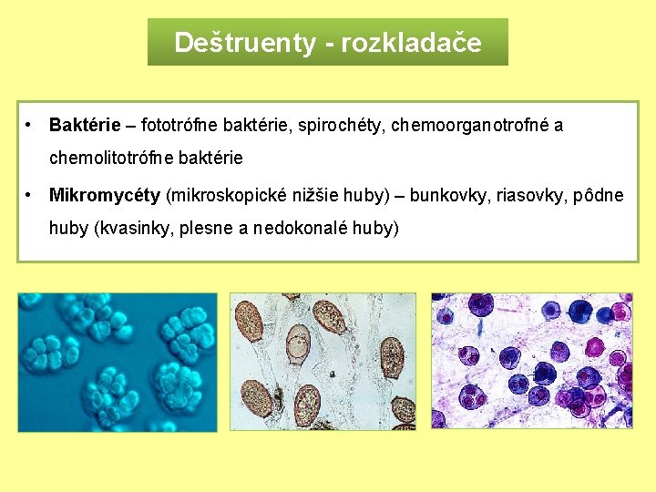 Deštruenty - rozkladače • Baktérie – fototrófne baktérie, spirochéty, chemoorganotrofné a chemolitotrófne baktérie •