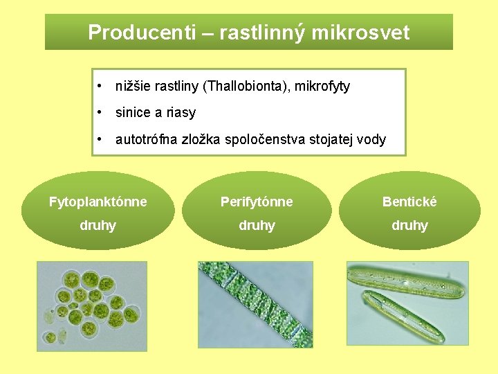 Producenti – rastlinný mikrosvet • nižšie rastliny (Thallobionta), mikrofyty • sinice a riasy •