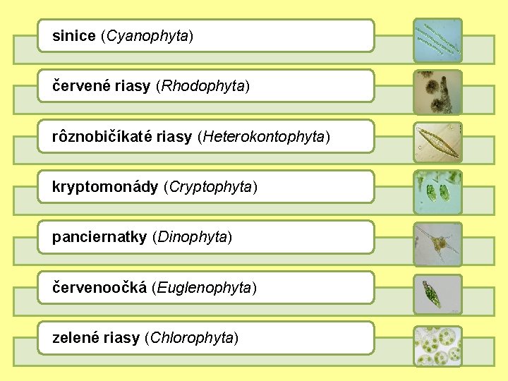 sinice (Cyanophyta) červené riasy (Rhodophyta) rôznobičíkaté riasy (Heterokontophyta) kryptomonády (Cryptophyta) panciernatky (Dinophyta) červenoočká (Euglenophyta)