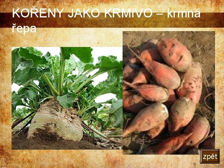 KOŘENY JAKO KRMIVO – krmná řepa zpět 