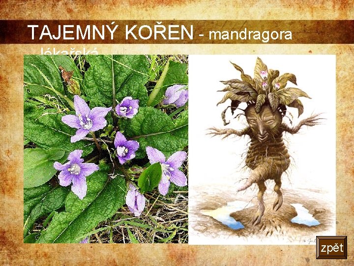 TAJEMNÝ KOŘEN - mandragora lékařská zpět 