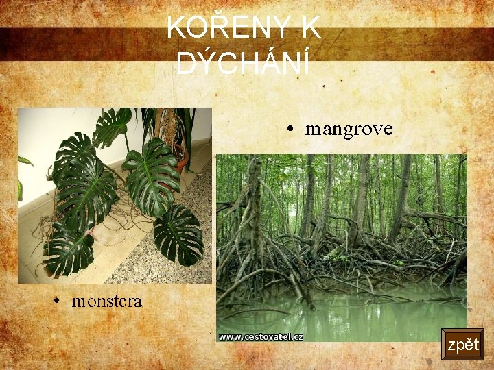 KOŘENY K DÝCHÁNÍ • mangrove • monstera zpět 