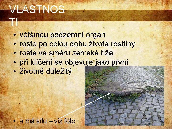 VLASTNOS TI • • • většinou podzemní orgán roste po celou dobu života rostliny