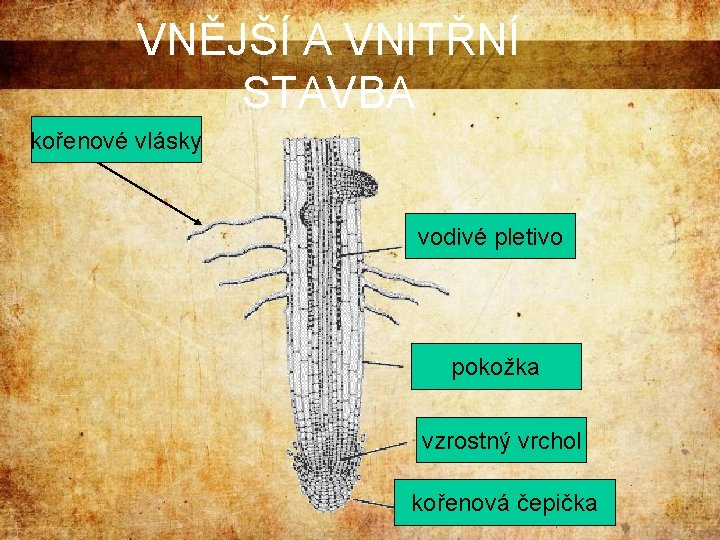 VNĚJŠÍ A VNITŘNÍ STAVBA kořenové vlásky vodivé pletivo pokožka vzrostný vrchol kořenová čepička 