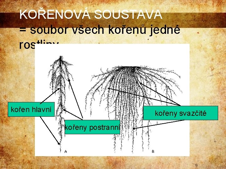 KOŘENOVÁ SOUSTAVA = soubor všech kořenů jedné rostliny kořen hlavní kořeny svazčité kořeny postranní