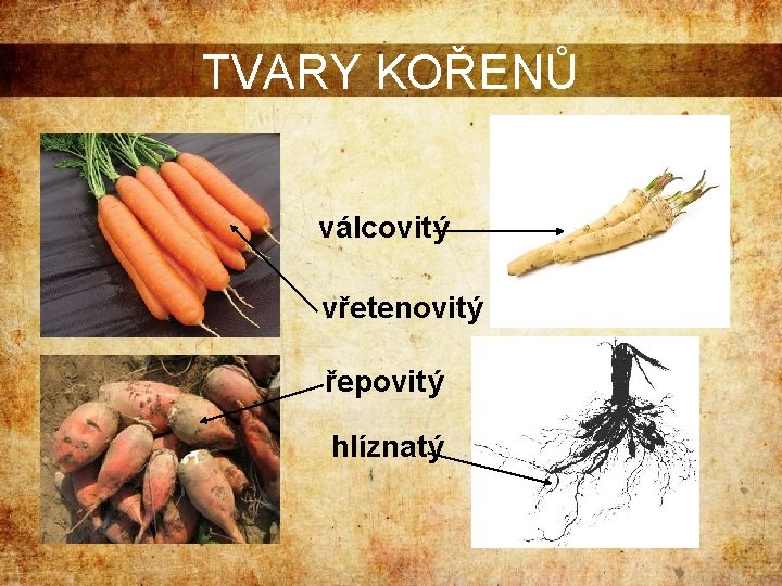 TVARY KOŘENŮ válcovitý vřetenovitý řepovitý hlíznatý 